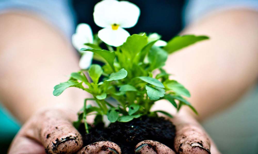 Plantas para mamá!