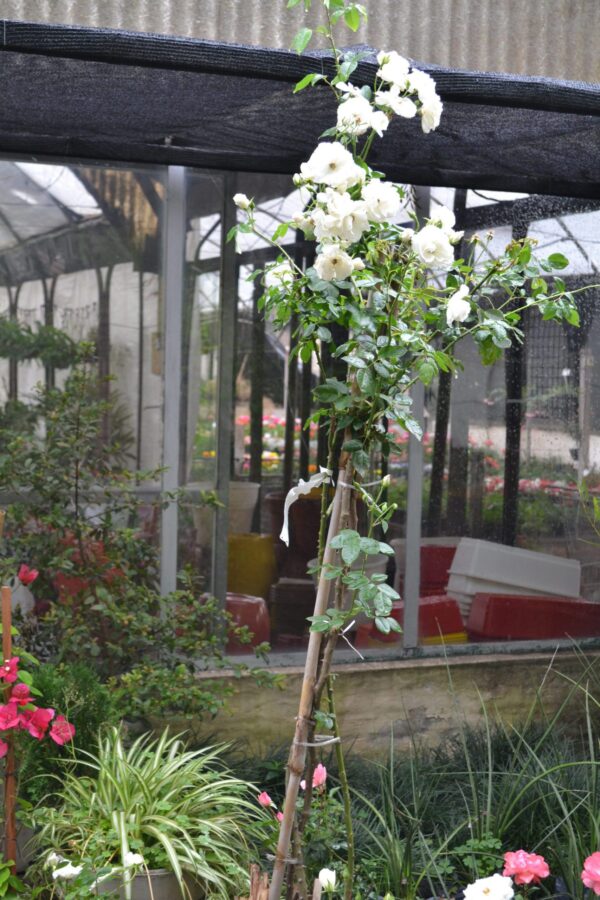 Rosal - Imagen 2