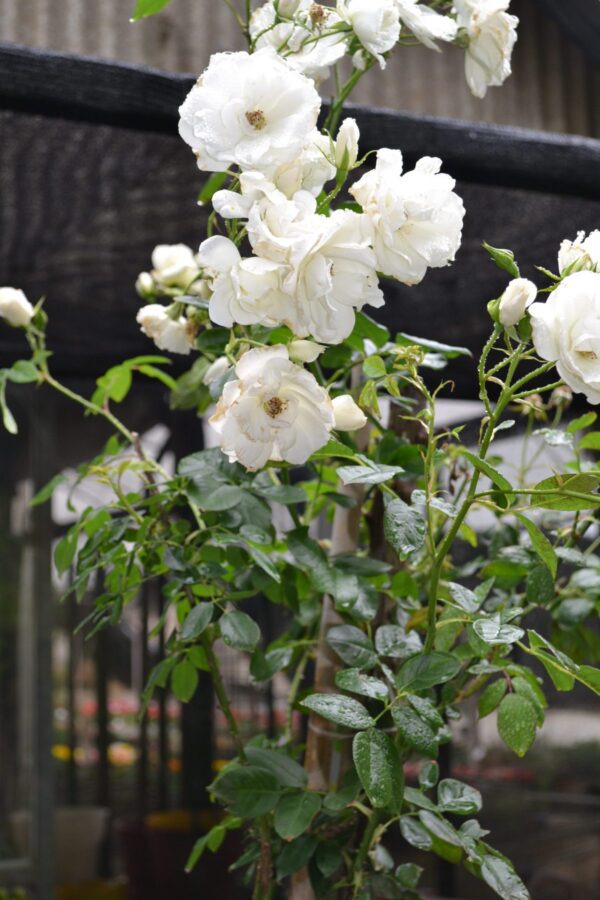 Rosal - Imagen 3