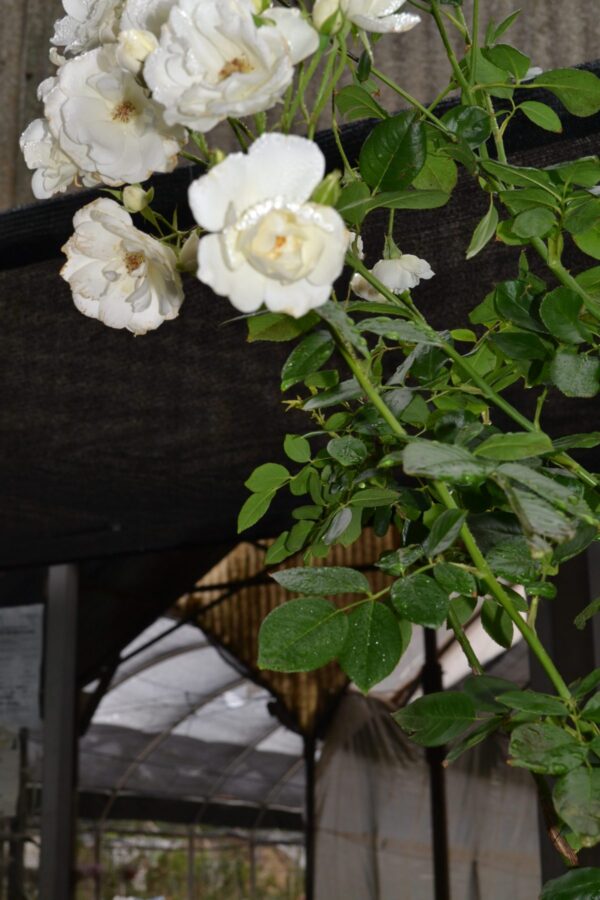 Rosal - Imagen 4