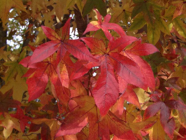Liquidambar
