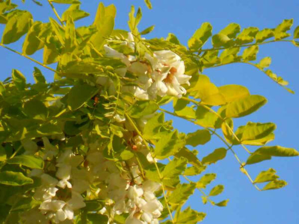 Acacia Frisia