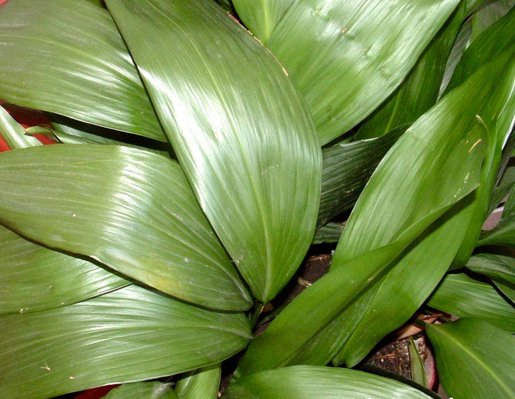 Aspidistra