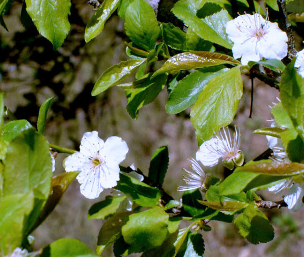 Ciruelo - Imagen 3