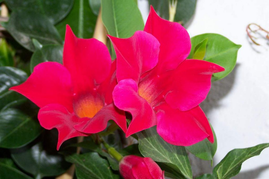 Dipladenia