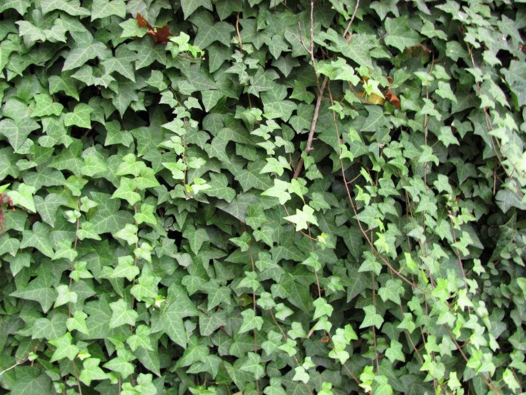 Enamorada del muro
