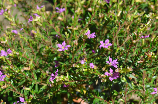 Erica