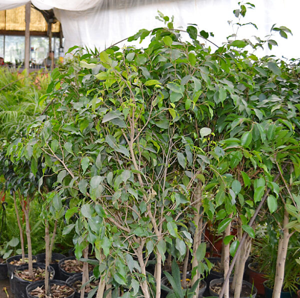 Ficus benjamina - Imagen 2