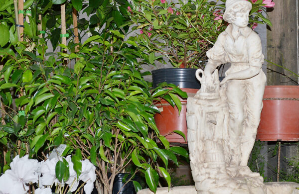 Ficus benjamina - Imagen 3