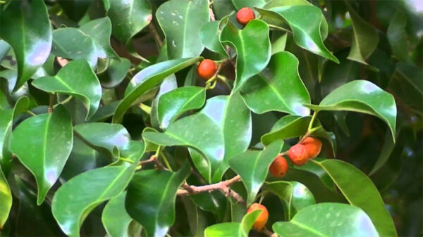 Ficus benjamina