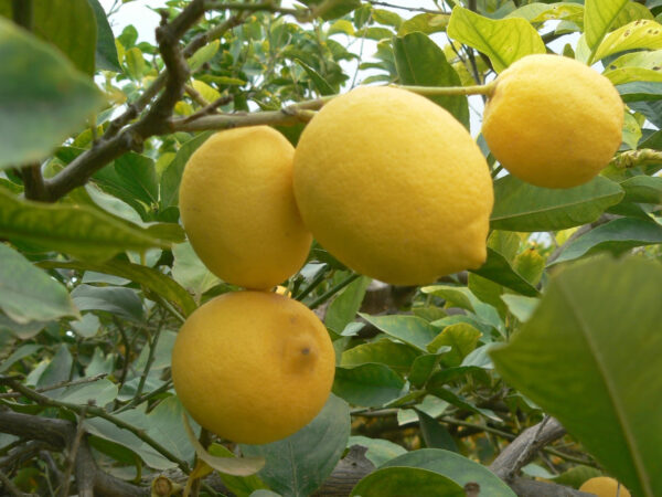Limón