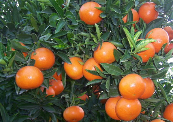 Mandarina