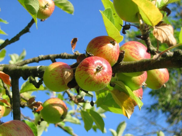 Manzana