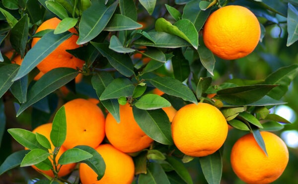 Naranja