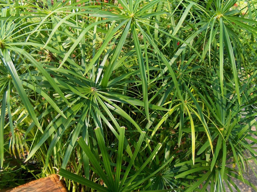 Papiro