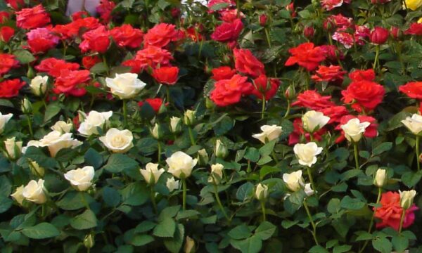 Rosal
