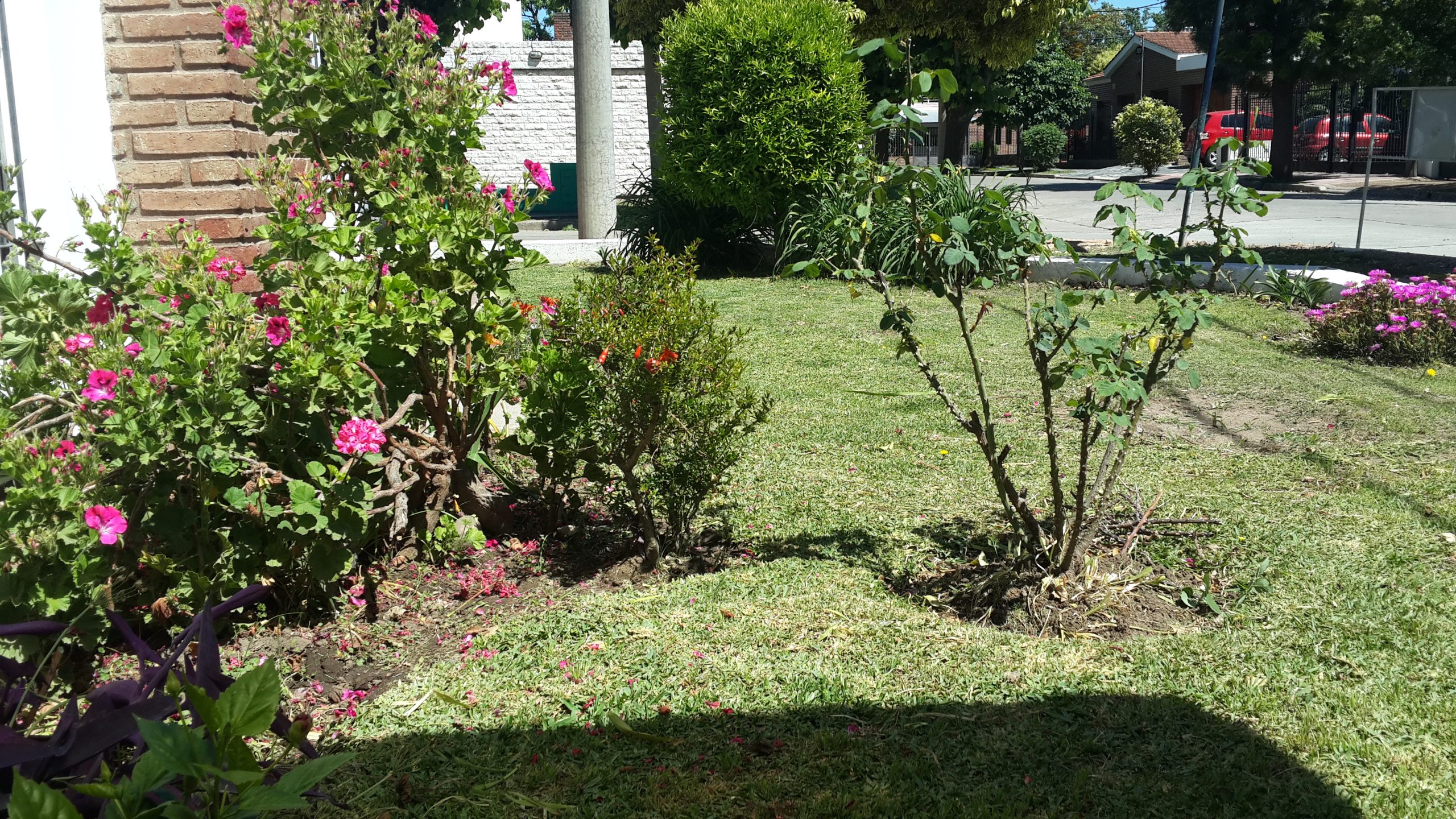 Jardín para principiantes