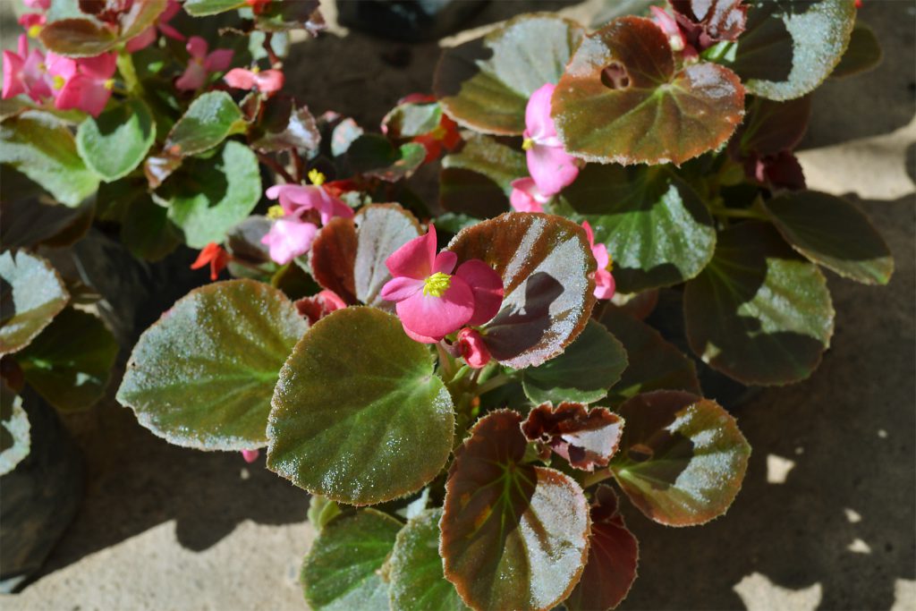 Begonia Nácar