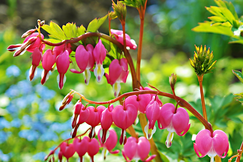 Primavera y jardín