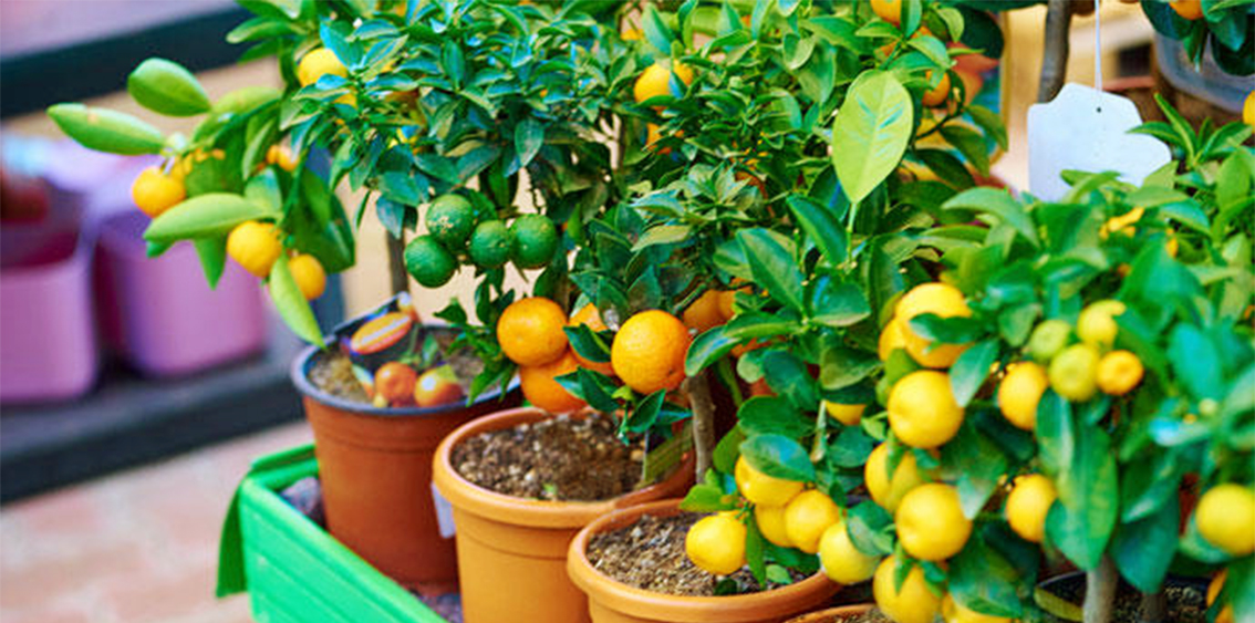 Árboles frutales en macetas