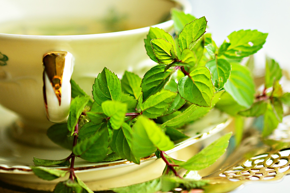 Plantas medicinales