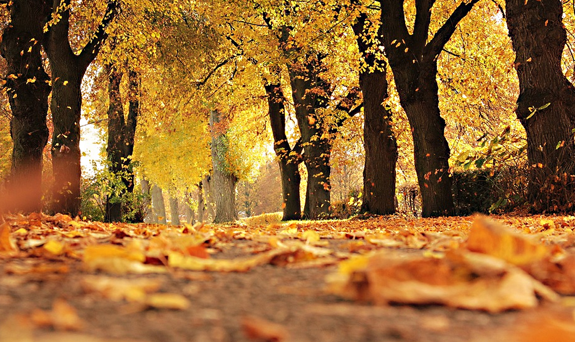 Qué plantar en otoño