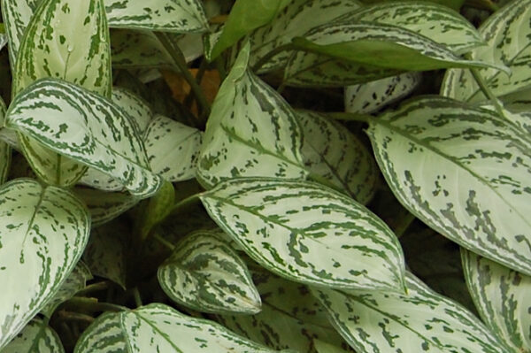 Aglaonema