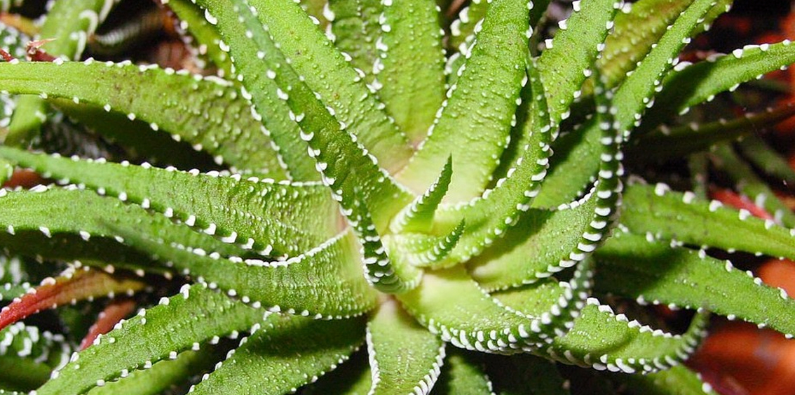 Aloe Vera